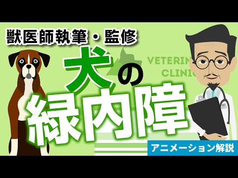 犬の眼球突出 – 治療、原因、回復