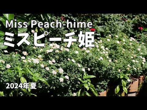 ドワーフローズ「ピンクシンフォニー」 植物