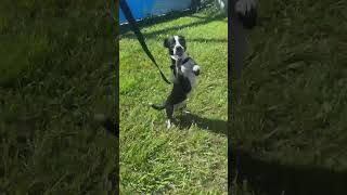 Video preview image #1 Jack Chi Puppy For Sale in Virginia Beach, VA, USA