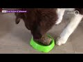 Dieren smullen van ijsjes tijdens hete dag