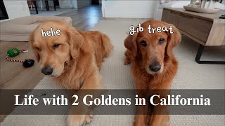 Life with 2 Goldens | Fridge Restock, Dog Tricks, Dog mukbang, Dog Food, Day in the Life