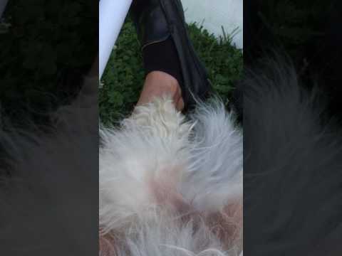 Jimmy Heath Big Band on the Great Hill in Central Park, Aug. 5, 2017