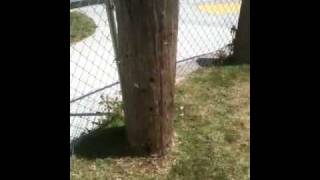 Bees Are Swarming In La Habra, CA...THEN attack!