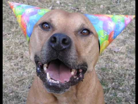 In Memory Of Hector The Pitbull