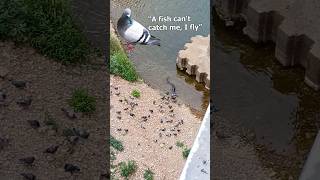 Download lagu Fly for your life ! Catfish attacks pigeon 💀 #catfish #fishing #underwater mp3 Download lagu Fly for your life ! Catfish attacks pigeon 💀 #catfish #fishing #underwater mp3