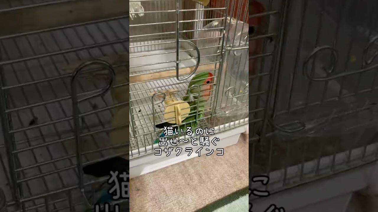 猫いるのに出して〜と騒ぐコザクラインコ＃shorts