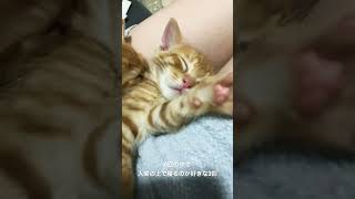 【癒されたい人向け】人間の上で寝るのが好きな子猫の寝相がかわいすぎた #ねこ #ねこのいる生活 #ねこ動画 #いやしねこ #癒し #猫