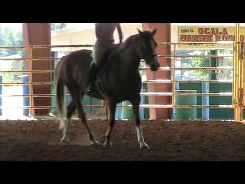 ZOFTIG - bombproof children's/adult amateur hunter - warmblood mare for sale in Ocala, Florida