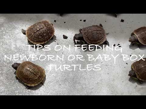 Tips on Feeding Newborn or Baby Box Turtles