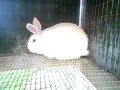 Meat Rabbits: Florida White Update 