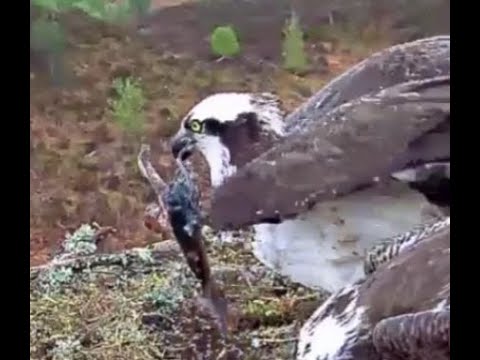 Slo-Mo: Mid air hold transfer as Aila the Loch Arkaig Osprey flies away with a fish 15 May 2020
