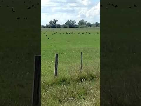 Gualeguay, camino Punt