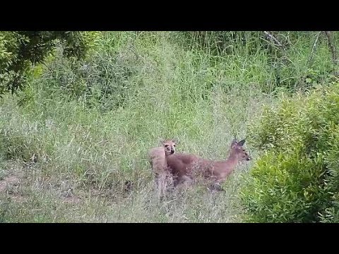 Djuma: Common Grey Duiker pair - 07:06 - 03/01/20