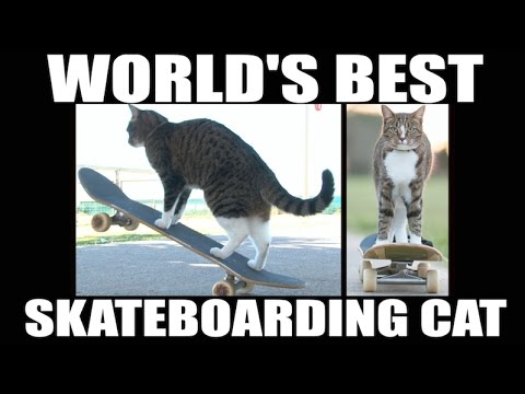 The First Skateboarding Cat Ever!