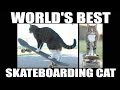 World's Best Skateboarding Cat! Go Didga Go ...