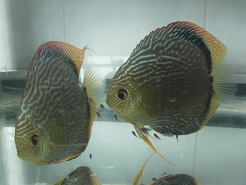 2006 discus fish breeding part 2