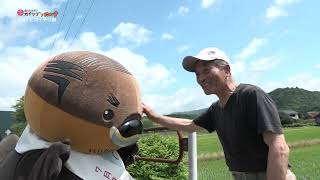 2026/8/25放送・知ったかぶりカイツブリにゅーす