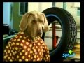 Dog Mechanic