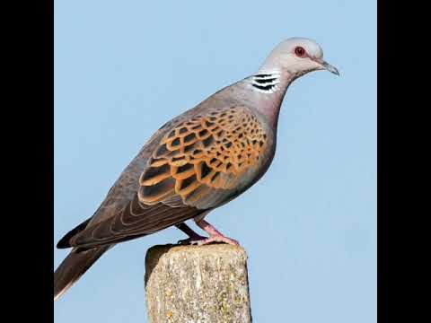 Sound turtle dove