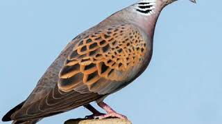 Download lagu Merpati penyu suara mp3