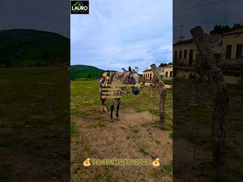 VENDO FAZENDA SANTA CLARA JOAIMA MG ESTRUTURA TOP ☎️33.99902.8393 WHATSAPP R$6.200.000.00