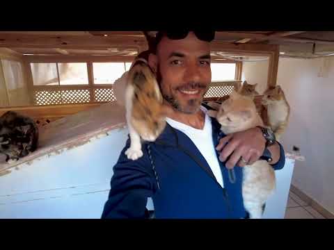 Couple took in 75 rescue cats and gave them all a second chance at life!