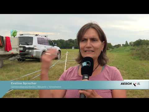 Saisonstart mit Sm'Aesch Pfeffingen und ein neuer Hundepfad am Fiechtenweg - Birsstadt-TV Aesch