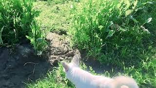 Guy Comes Home From Work With A Stray Dog |The Dodos , UFD