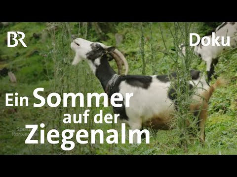 Sommer auf der Ziegenalm: Bayerische Almhelferinnen in Tirol | Zwischen Spessart und Karwendel | BR
