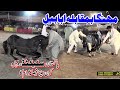 Ababeel vs Mehnga l Horse Dance 30 September 2023 l Mehmood Pura Chak No 1 Nankana l Haji Niaz As