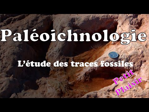 Paléoichnologie : L'étude des traces fossiles : Petit plaisir