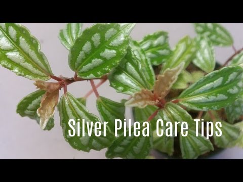 , title : 'Silver Pilea / Aluminum Plant Care Tips'