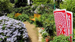 バラや様々な植物が楽しめる 花菜ガーデンを散策　2025年6月