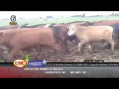 Lote 140 Terneros en Ramallo, Buenos Aires