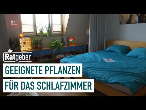 Schlafzimmerpflanzen – Die Multitalente unter den Zimmerpflanzen | Die Ratgeber
