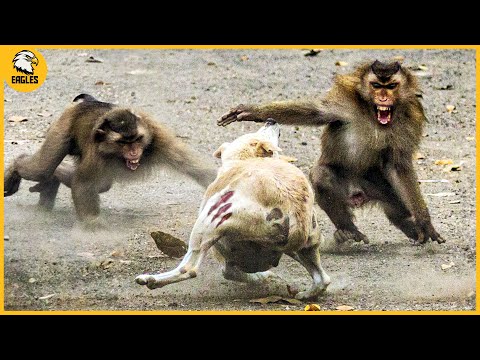 15 Chaotic Battles When Monkeys Rushes Into The Dog's Territory | Animal Fight
