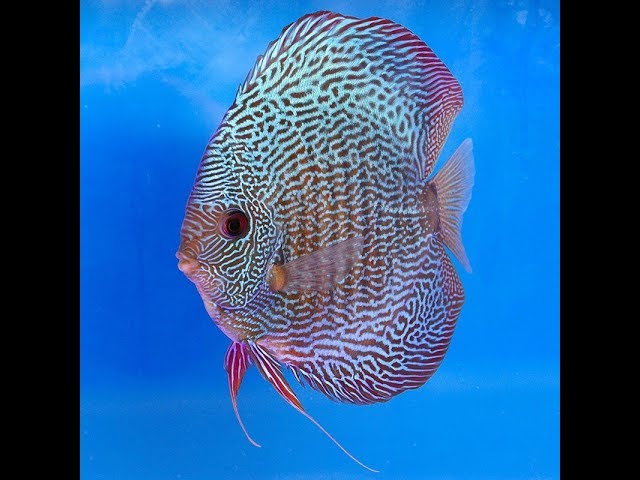 How to find your Discus fish breed !... top most discus fish you can see your aquarium