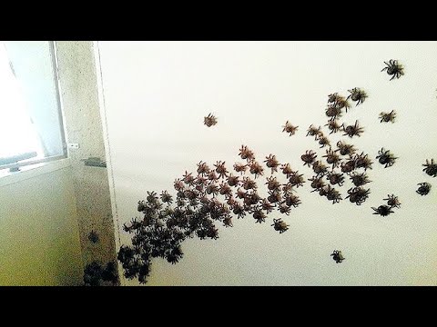 my 100 pet spiders escaped.. (HELP)