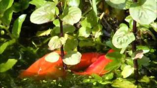 Finding Beauty in the Garden