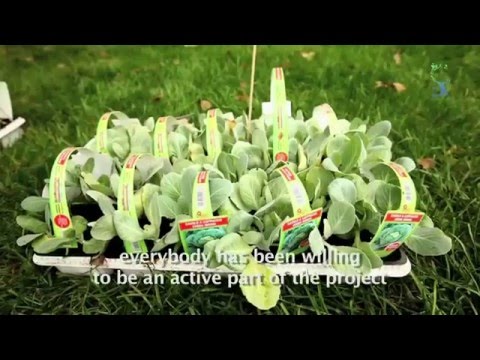 Coltivando: l'orto conviviale al Politecnico di Milano - Io Faccio Così #101