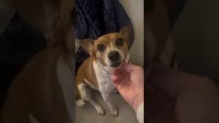 Video preview image #1 Beagle Puppy For Sale in Dunnellon, FL, USA