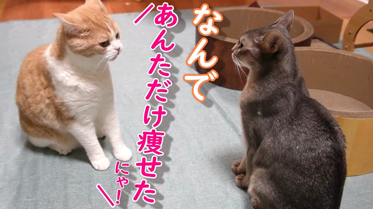 大晦日のきにゃこ＆そば～ダイエット経過報告【スコティッシュフォールド】【アビシニアン】