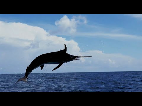 Episode 1: Blue Marlin Grand Championship 2022