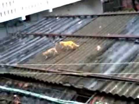 Conflict Between Cats @@@