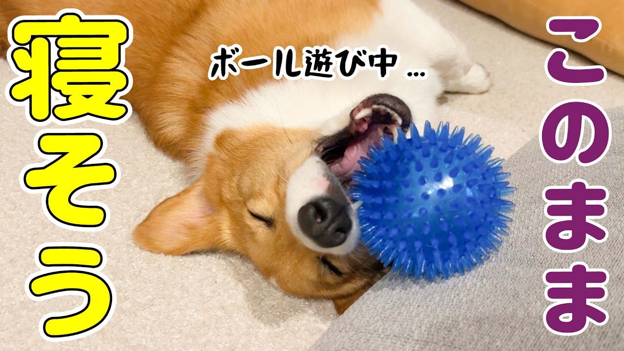 ボールを咥えたまま寝てしまいそうな、文句垂れコーギー
