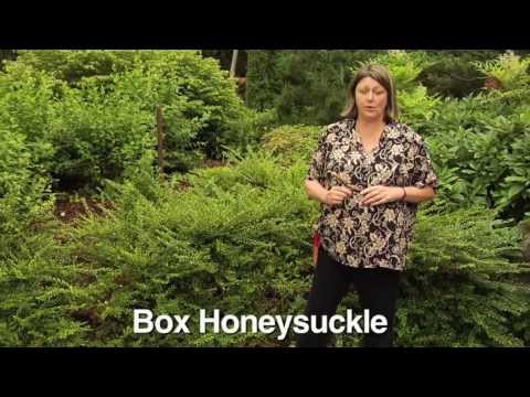 download lagu mp3 mp4 Red Tips Box Honeysuckle, download lagu Red Tips Box Honeysuckle gratis, unduh video klip Red Tips Box Honeysuckle