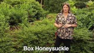 How to Prune Box Honeysuckle - Instructional Video w/ Plant Amnesty