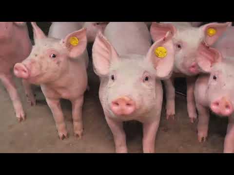 , title : 'Een duurzaam stukje varkensvlees | Denkavit'