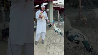 Download lagu #aseel #shoqeenloog #shortsvideo mp3