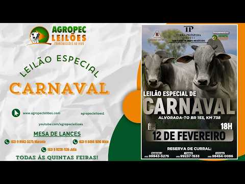 agropecleiloes.com LEILÃO GADO DE CORTE | TERRA PRÓSPERA LEILÕES-ALVORADA-TO 12/02/2026